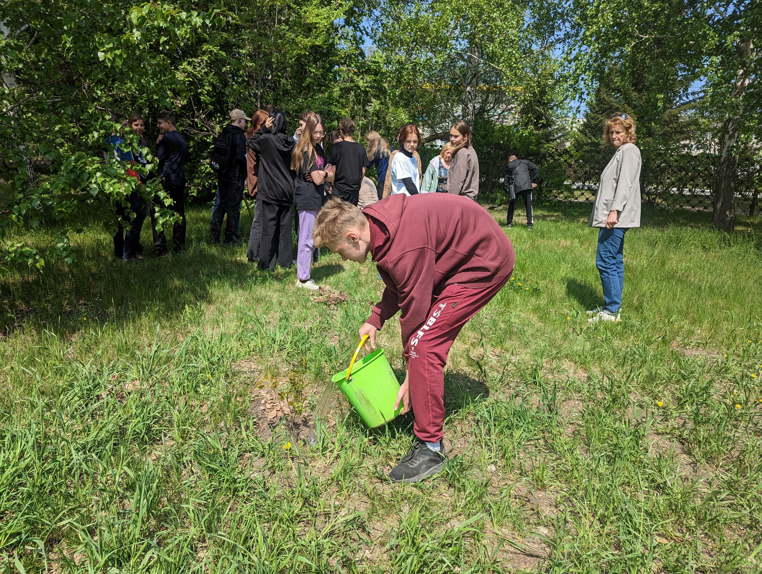 25 мая по традиции учащиеся гимназии высаживаю молодые саженцы дубов.