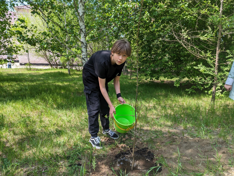 25 мая по традиции учащиеся гимназии высаживаю молодые саженцы дубов.
